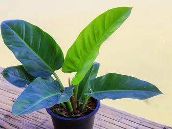 Zdjęcie ilustrujące filodendron 'imperial green'