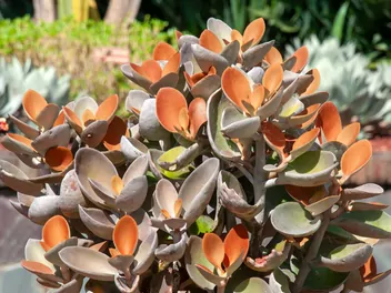 Kalanchoe orgyalis - zdjęcie 2