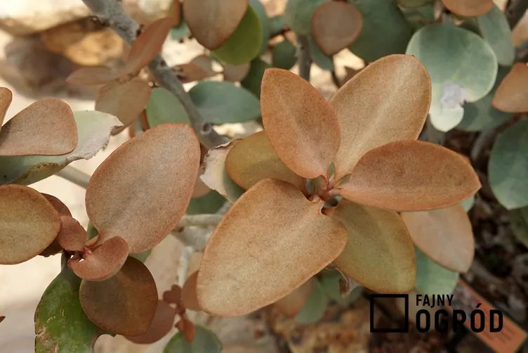 Cynamonowy niedźwiedź