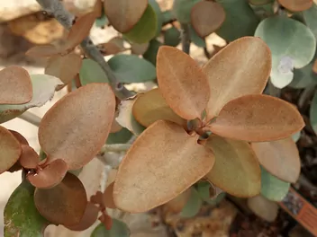 Kalanchoe orgyalis - zdjęcie 3