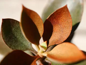 Kalanchoe orgyalis - zdjęcie 4