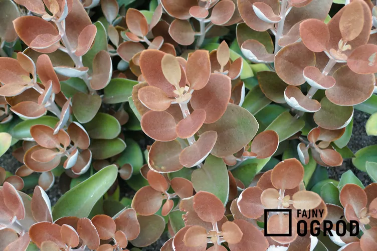 Kalanchoe orgyalis - zdjęcie 5