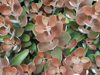 Kalanchoe orgyalis - zdjęcie 5
