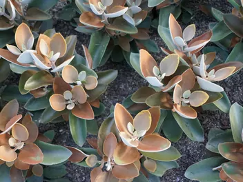 Zdjęcie ilustrujące kalanchoe orgyalis