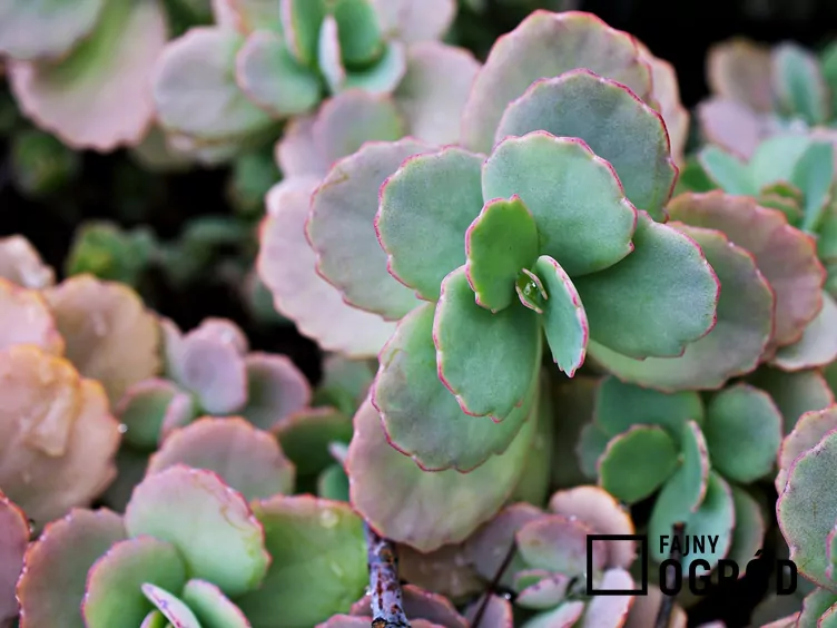 Kalanchoe aurora