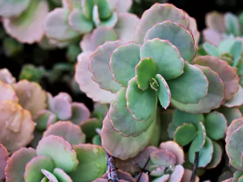 Kalanchoe Fedczenki 'Aurora Borealis' - zdjęcie 2