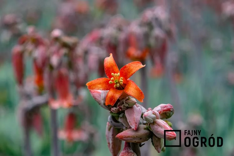 Kalanchoe Fedczenki 'Aurora Borealis'