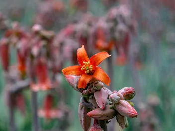 Kalanchoe Fedczenki 'Aurora Borealis' - zdjęcie 3
