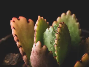 Kalanchoe Fedczenki 'Aurora Borealis' - zdjęcie 4