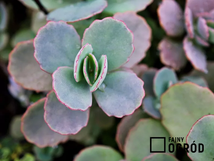 Kalanchoe Fedczenki 'Aurora Borealis' - zdjęcie 5