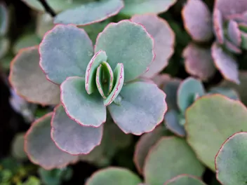 Kalanchoe Fedczenki 'Aurora Borealis' - zdjęcie 5