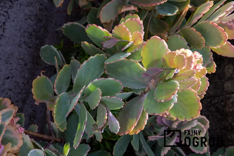 Kalanchoe Fedczenki 'Aurora Borealis'