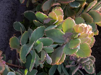 Zdjęcie ilustrujące kalanchoe fedczenki 'aurora borealis'