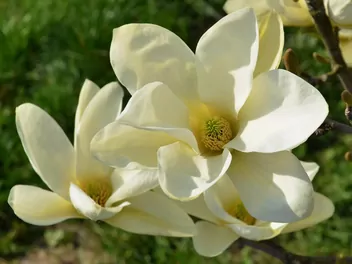 Magnolia 'Elizabeth' - zdjęcie 2