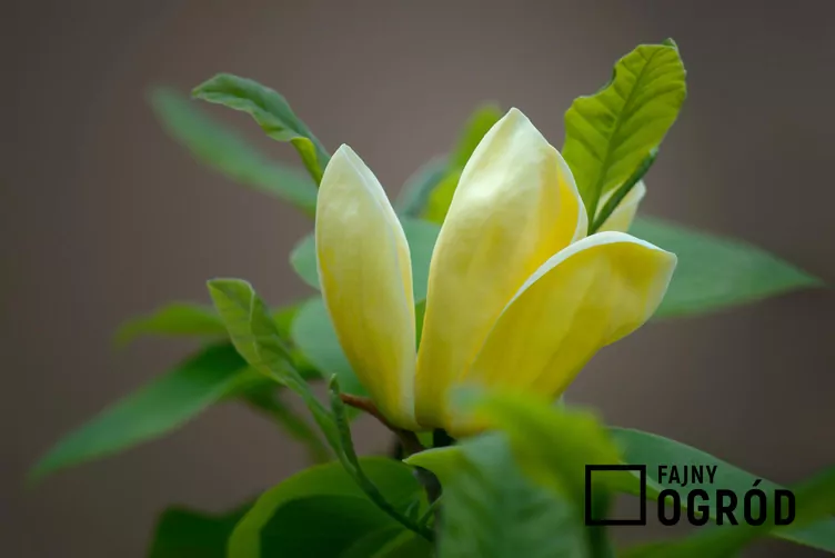 Magnolia 'Elizabeth'