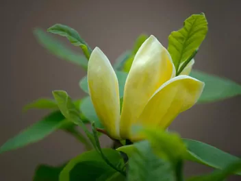 Magnolia 'Elizabeth' - zdjęcie 3