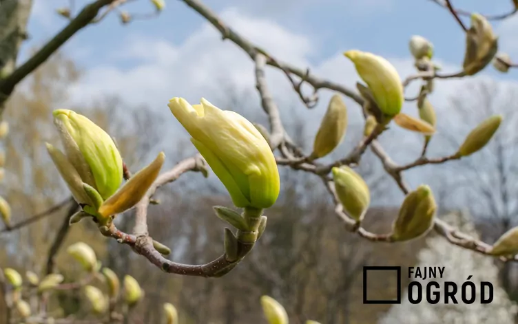 Magnolia 'Elizabeth'