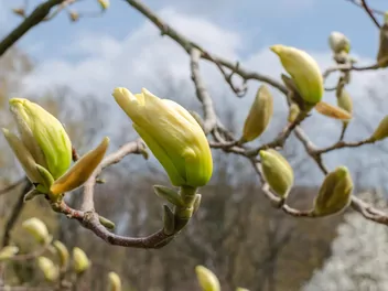 Magnolia 'Elizabeth' - zdjęcie 4