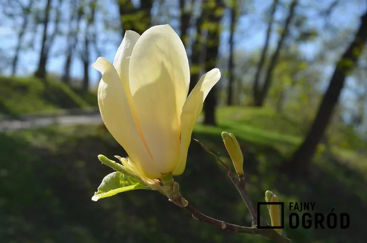 Magnolia 'Elizabeth' - zdjęcie 5