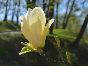 Magnolia 'Elizabeth' - zdjęcie 5