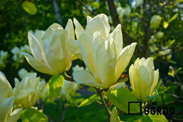 Magnolia 'Elizabeth'