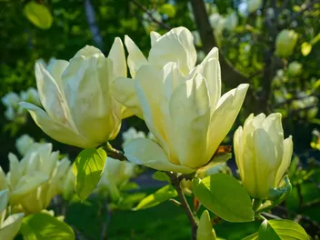 Zdjęcie ilustrujące magnolia 'elizabeth'