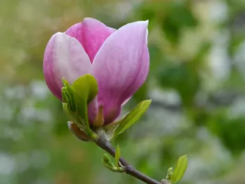Magnolia 'Jane' - zdjęcie 2