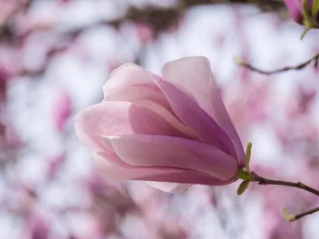 Magnolia 'Jane' - zdjęcie 3