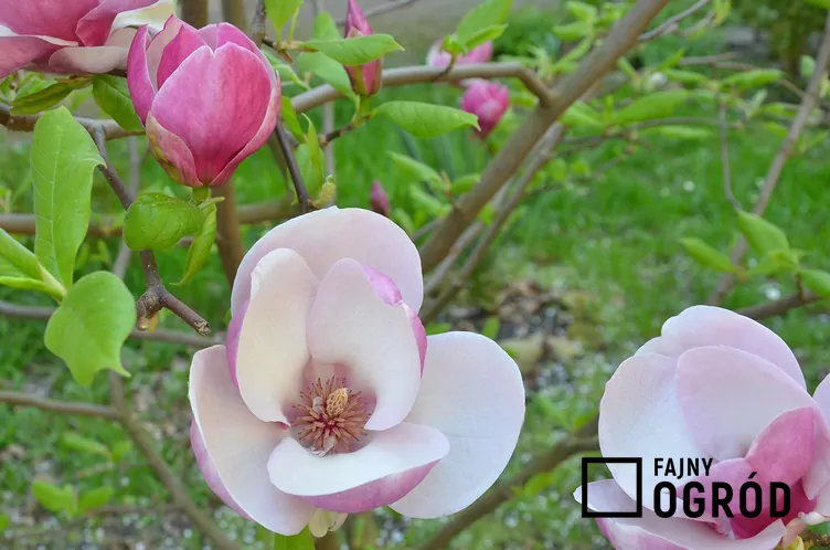 Magnolia 'Jane'