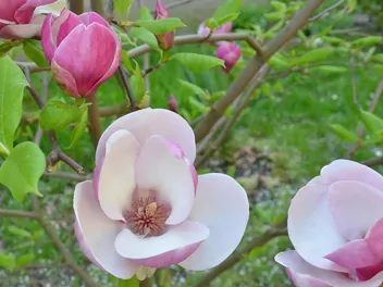 Zdjęcie ilustrujące magnolia 'jane'