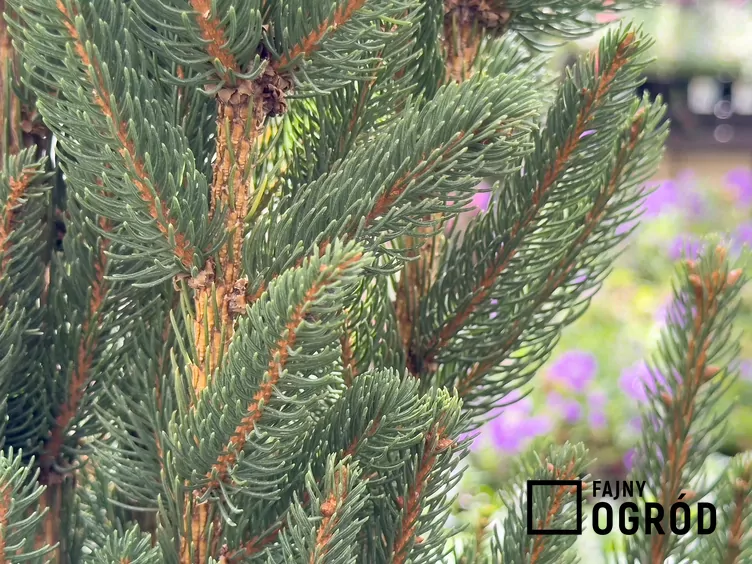 Świerk pospolity 'Cupressina'