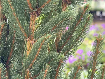 Zdjęcie ilustrujące świerk pospolity 'cupressina'