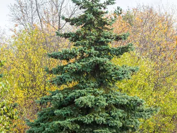 Świerk pospolity 'Cupressina' - zdjęcie 2