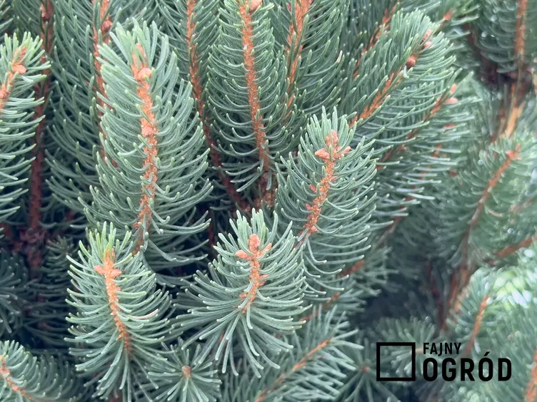 Świerk pospolity 'Cupressina'