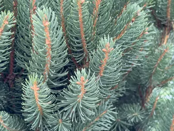 Świerk pospolity 'Cupressina' - zdjęcie 3