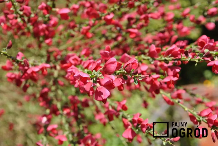 Żarnowiec 'Boskoop Ruby'