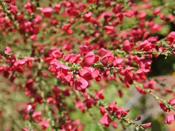 Ilustracja rośliny żarnowiec 'boskoop ruby'