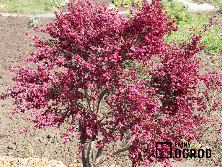 Żarnowiec czerwony Żarnowiec czerwony