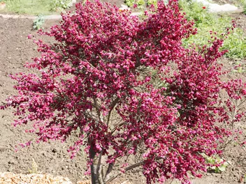 Żarnowiec 'Boskoop Ruby' - zdjęcie 2