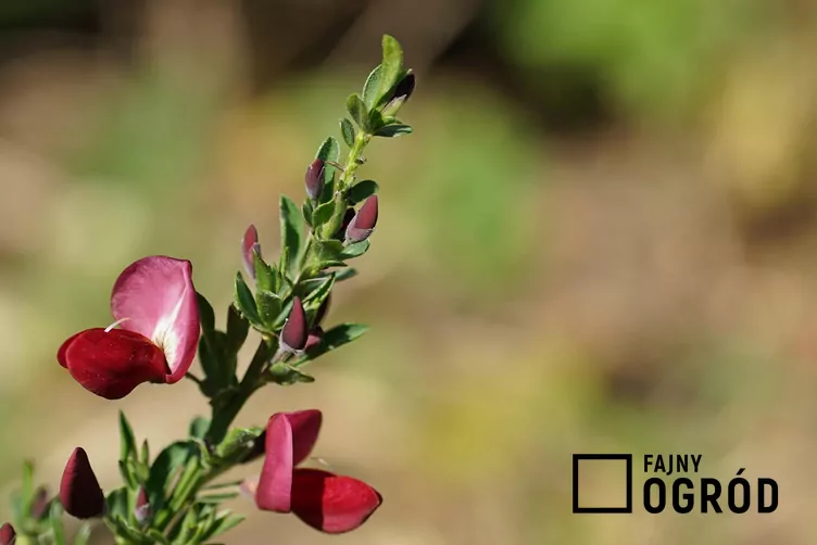 Żarnowiec 'Boskoop Ruby' Żarnowiec 'Boskoop Ruby'