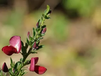 Żarnowiec 'Boskoop Ruby' - zdjęcie 3