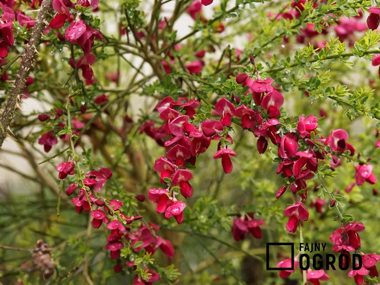 Żarnowiec 'Boskoop Ruby' Żarnowiec 'Boskoop Ruby'