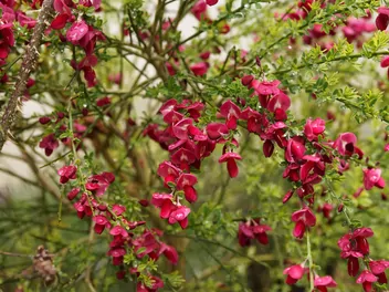 Żarnowiec 'Boskoop Ruby' - zdjęcie 4
