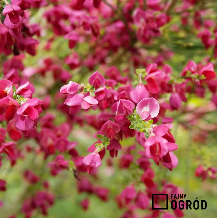 Żarnowiec 'Boskoop Ruby' - zdjęcie 5 Żarnowiec 'Boskoop Ruby' - zdjęcie 5