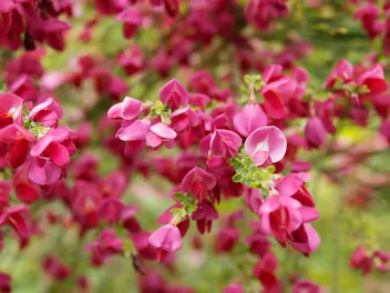 Żarnowiec 'Boskoop Ruby' - zdjęcie 5