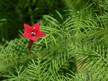 Ilustracja rośliny wilec pierzasty