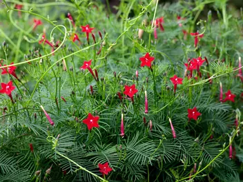 Wilec pierzasty - zdjęcie 2