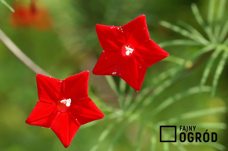 Wilec pierzasty Wilec pierzasty