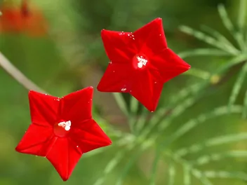 Wilec pierzasty - zdjęcie 3