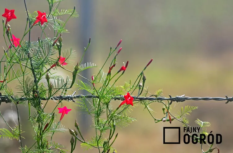 Wilec pierzasty Wilec pierzasty